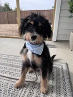Ophelia (Ophie), a female Miniature Bernedoodle for sale in Jacksonville, NC – Photo 8 of 10
