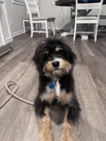 Ophelia (Ophie), a female Miniature Bernedoodle for sale in Jacksonville, NC – Photo 6 of 10