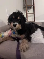 Ophelia (Ophie), a female Miniature Bernedoodle for sale in Jacksonville, NC – Photo 5 of 10