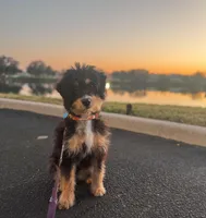 Ophelia (Ophie), a female Miniature Bernedoodle for sale in Jacksonville, NC – Photo 4 of 10