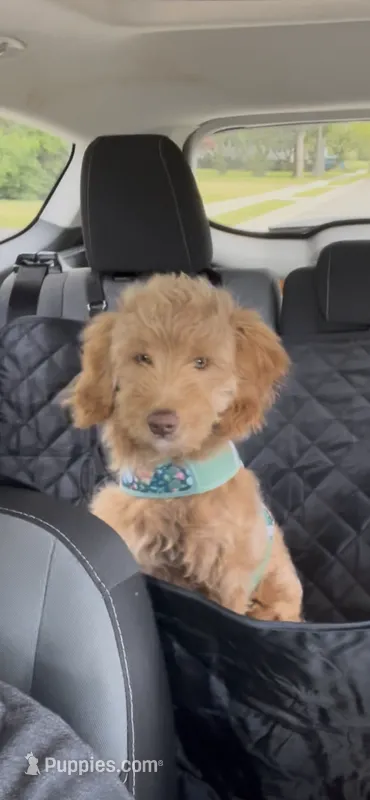 6 month old female mini Goldendoodle  – Miniature Goldendoodle puppy for sale in Vineland, NJ