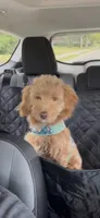 6 month old female mini Goldendoodle , a female Miniature Goldendoodle for sale in Vineland, NJ – 1 of 1