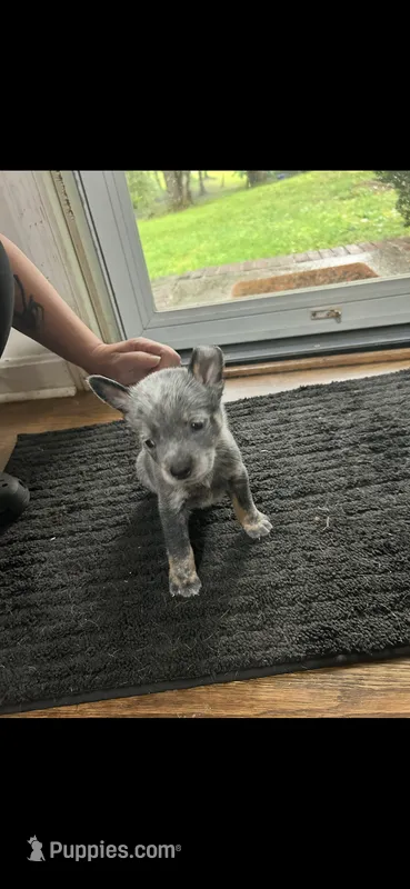 Make 1 – Australian Cattle Dog puppy for sale in Dallas, GA