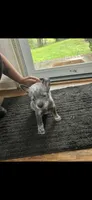 Make 1, a male Australian Cattle Dog for sale in Dallas, GA – 1 of 2