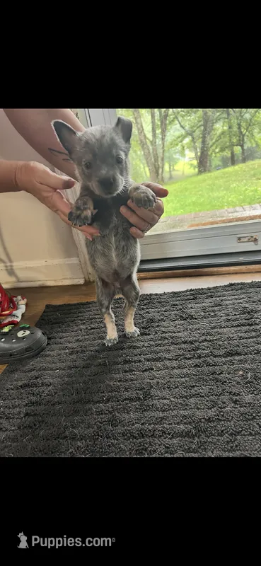 Female 1 – Australian Cattle Dog puppy for sale in Dallas, GA