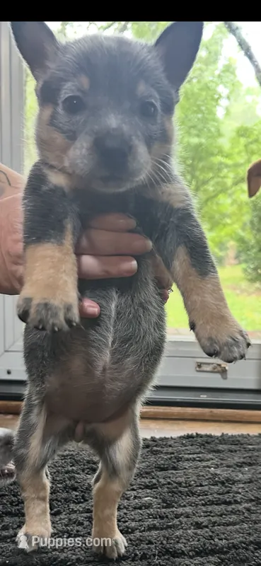 Female 2 – Australian Cattle Dog puppy for sale in Dallas, GA