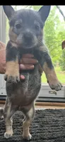 Female 2, a female Australian Cattle Dog for sale in Dallas, GA – 1 of 1