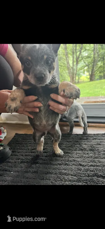 Male 2 – Australian Cattle Dog puppy for sale in Dallas, GA