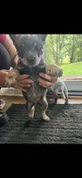 Male 2, a male Australian Cattle Dog for sale in Dallas, GA – 1 of 1