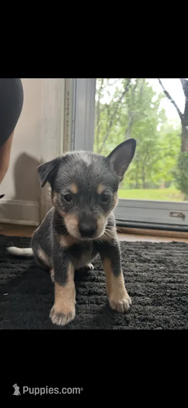 Female 3 – Australian Cattle Dog puppy for sale in Dallas, GA