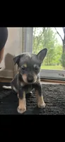 Female 3, a female Australian Cattle Dog for sale in Dallas, GA – 1 of 1