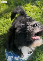 Bear, a male Cavapoo and Shih Tzu for sale in Gulf Breeze, FL – 2 of 5