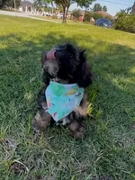 Bruno, a male Cavapoo and Shih Tzu for sale in Gulf Breeze, FL – 3 of 4
