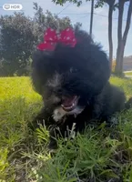 Princess, a female Cavapoo and Shih Tzu for sale in Gulf Breeze, FL – 3 of 4