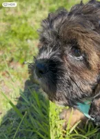 Bruno, a male Cavapoo and Shih Tzu for sale in Gulf Breeze, FL – 2 of 4