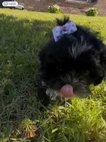 Dolly, a female Cavapoo and Shih Tzu for sale in Gulf Breeze, FL – 3 of 5
