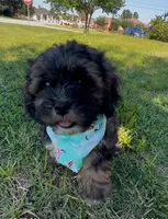 Bruno, a male Cavapoo and Shih Tzu for sale in Gulf Breeze, FL – 1 of 4