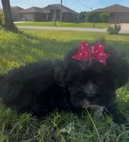 Princess, a female Cavapoo and Shih Tzu for sale in Gulf Breeze, FL – 1 of 4