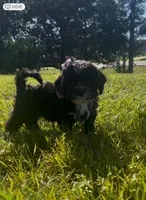 Dolly, a female Cavapoo and Shih Tzu for sale in Gulf Breeze, FL – 5 of 5
