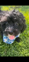 Bear, a male Cavapoo and Shih Tzu for sale in Gulf Breeze, FL – 1 of 5