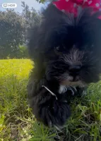 Princess, a female Cavapoo and Shih Tzu for sale in Gulf Breeze, FL – 2 of 4