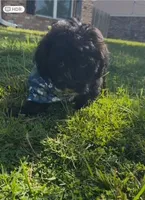 Bear, a male Cavapoo and Shih Tzu for sale in Gulf Breeze, FL – 5 of 5