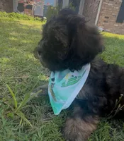 Bruno, a male Cavapoo and Shih Tzu for sale in Gulf Breeze, FL – 4 of 4