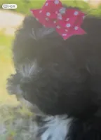 Princess, a female Cavapoo and Shih Tzu for sale in Gulf Breeze, FL – 4 of 4