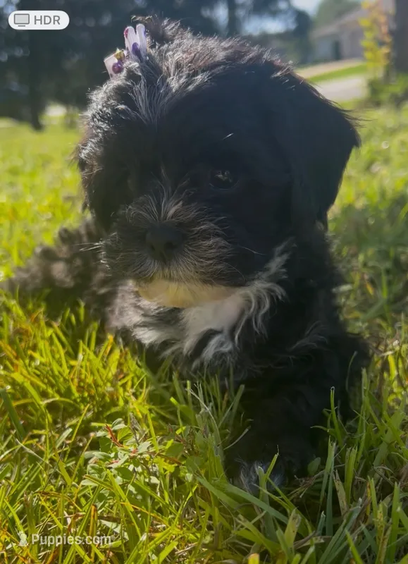Dolly – Cavapoo, Shih Tzu puppy for sale in Gulf Breeze, FL