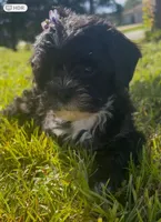 Dolly, a female Cavapoo and Shih Tzu for sale in Gulf Breeze, FL – 1 of 5