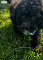 Bear, a male Cavapoo and Shih Tzu for sale in Gulf Breeze, FL – 3 of 5