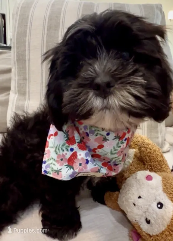 Dolly – Cavapoo, Shih Tzu puppy for sale in Gulf Breeze, FL