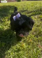 Dolly, a female Cavapoo and Shih Tzu for sale in Gulf Breeze, FL – 2 of 5