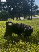 Dolly, a female Cavapoo and Shih Tzu for sale in Gulf Breeze, FL – 4 of 5