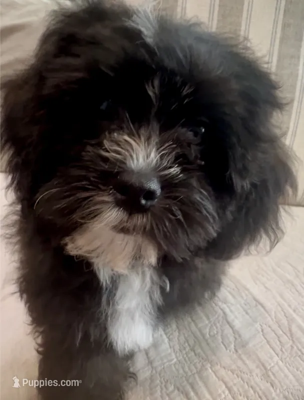 Princess – Cavapoo, Shih Tzu puppy for sale in Gulf Breeze, FL