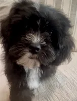 Princess, a female Cavapoo and Shih Tzu for sale in Gulf Breeze, FL – 1 of 4
