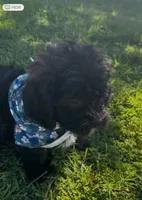 Bear, a male Cavapoo and Shih Tzu for sale in Gulf Breeze, FL – 4 of 5