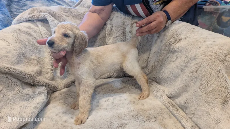 Charlie – Afghan Hound puppy for sale in Saint George, SC