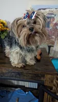 Jasmine, a male Yorkshire Terrier for sale in Saint George, SC – 2 of 4