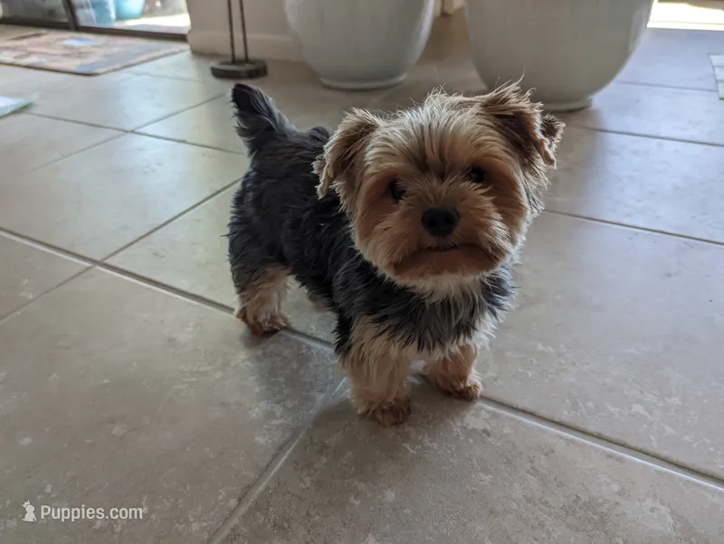 Jasmine – Yorkshire Terrier puppy for sale in Saint George, SC