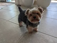 Jasmine, a male Yorkshire Terrier for sale in Saint George, SC – 1 of 4