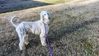 Angel baby, a male Afghan Hound for sale in Saint George, SC – 3 of 3