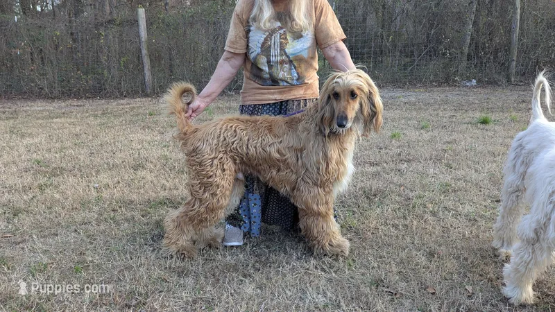 Coco – Afghan Hound puppy for sale in Saint George, SC