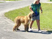 Coco, a male Afghan Hound for sale in Saint George, SC – Photo 4 of 6
