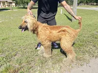 Coco, a male Afghan Hound for sale in Saint George, SC – Photo 2 of 6