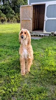 Coco, a male Afghan Hound for sale in Saint George, SC – Photo 6 of 6