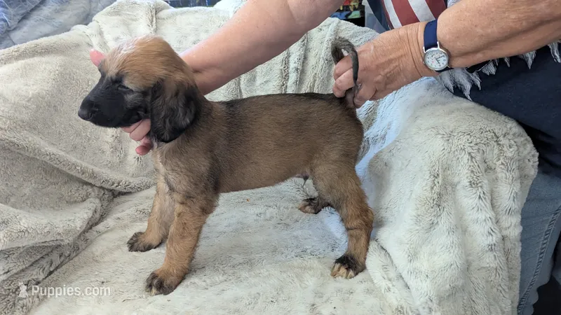 Barry – Afghan Hound puppy on hold in Saint George, SC