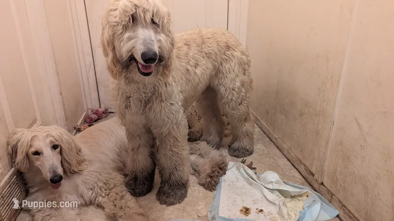 Amore – Afghan Hound puppy on hold in Saint George, SC