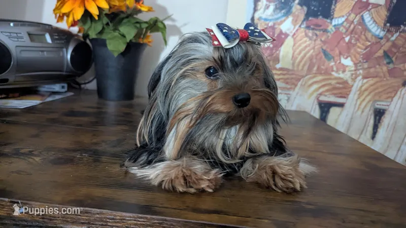 Hershey's Dark Cocoa – Yorkshire Terrier puppy for sale in Saint George, SC