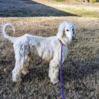 Angel, a female Afghan Hound for sale in Saint George, SC – Photo 1 of 3